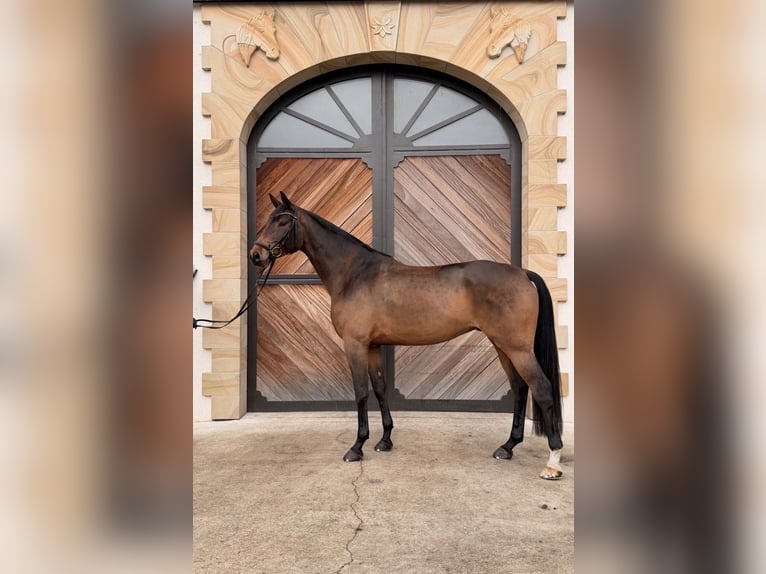 Westfaliano Caballo castrado 7 años 172 cm Castaño oscuro in Lienen