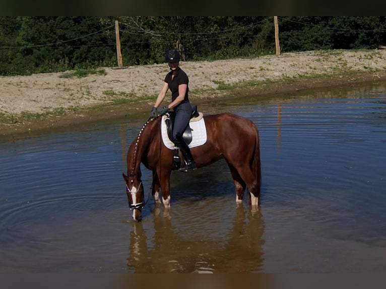 Westfaliano Caballo castrado 7 años 173 cm Alazán in Iserlohn