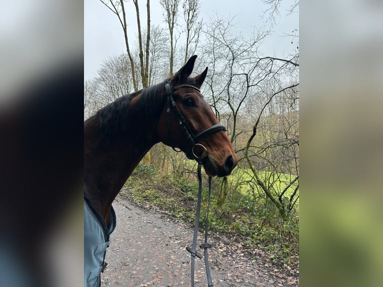 Westfaliano Caballo castrado 7 años 173 cm Castaño in Wuppertal
