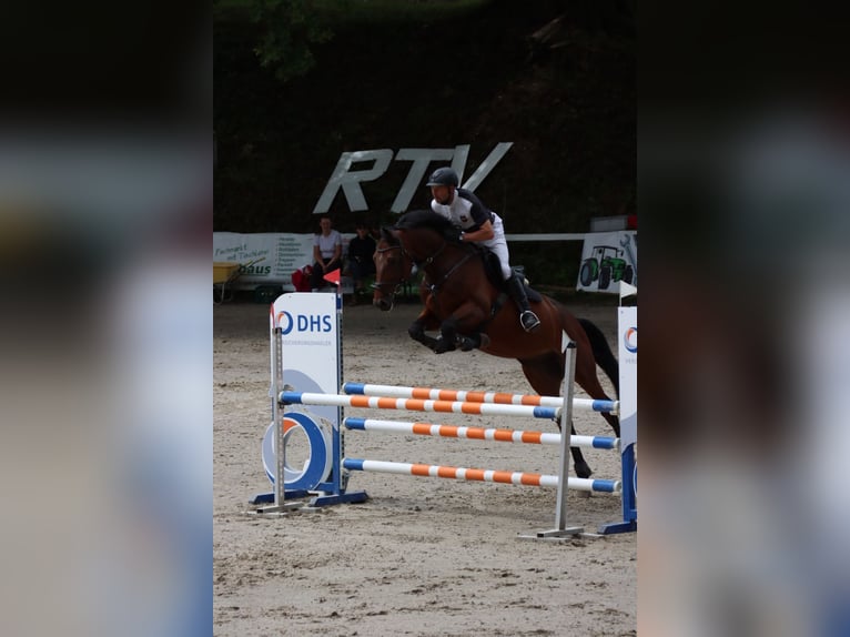 Westfaliano Caballo castrado 7 años 173 cm Castaño in Adelebsen