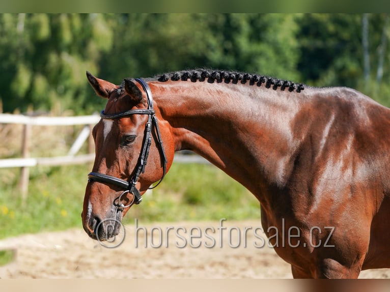 Westfaliano Caballo castrado 7 años 173 cm Castaño in Tabor