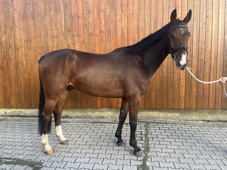Westfaliano Caballo castrado 7 años 173 cm Castaño in Sendenhorst