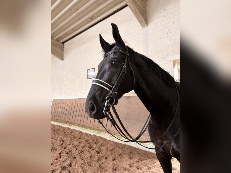 Westfaliano Caballo castrado 7 años 173 cm Negro in Velbert