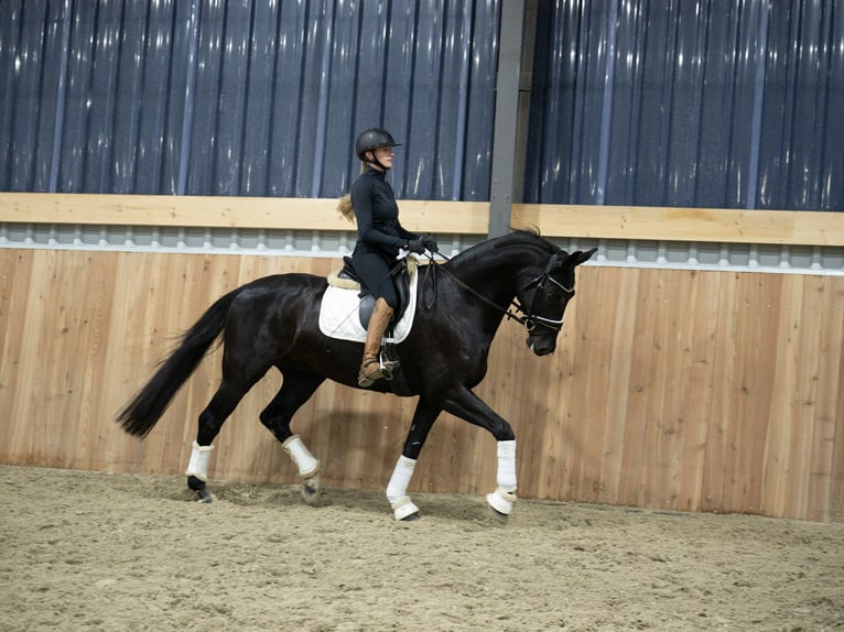 Westfaliano Caballo castrado 7 años 173 cm Negro in Velbert