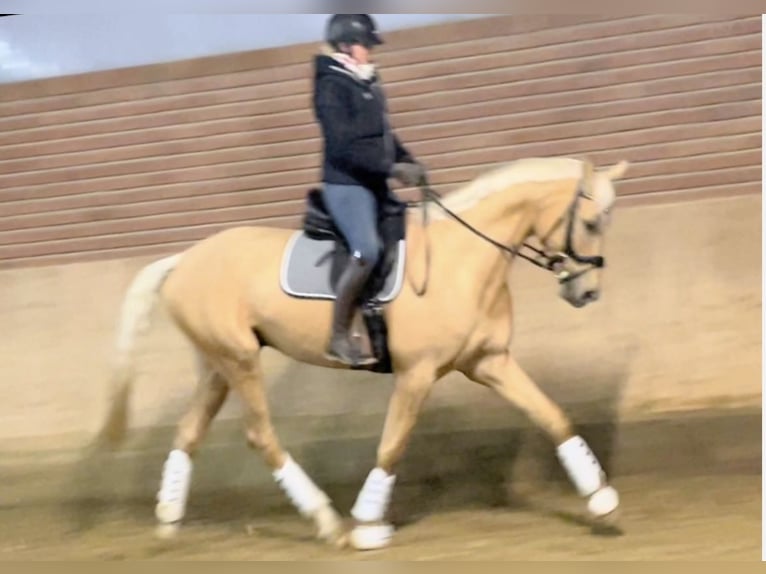 Westfaliano Caballo castrado 7 años 173 cm Palomino in Olfen