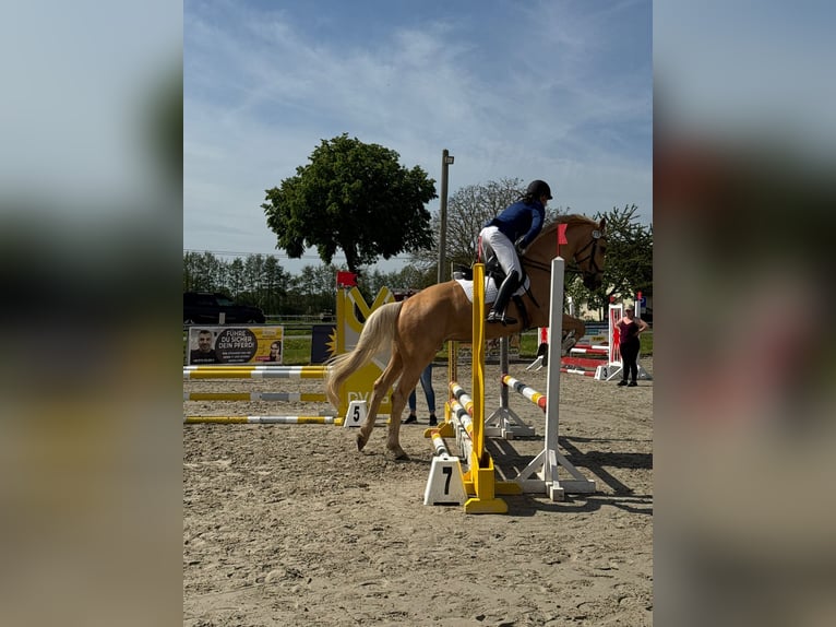 Westfaliano Caballo castrado 7 años 173 cm Palomino in Stemwede