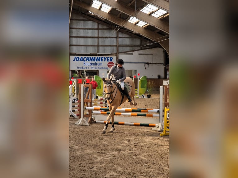 Westfaliano Caballo castrado 7 años 173 cm Palomino in Stemwede