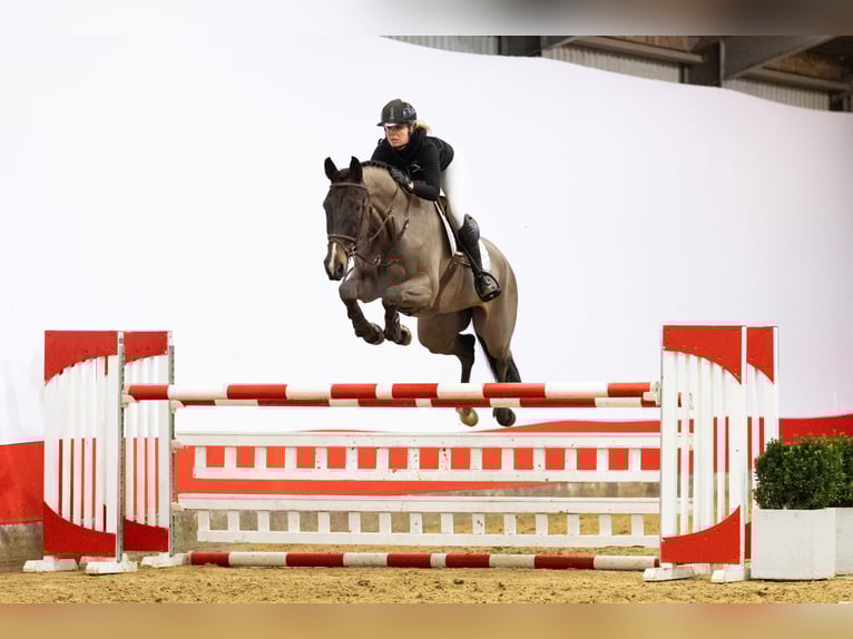 Westfaliano Caballo castrado 7 años 174 cm Castaño oscuro in Waddinxveen