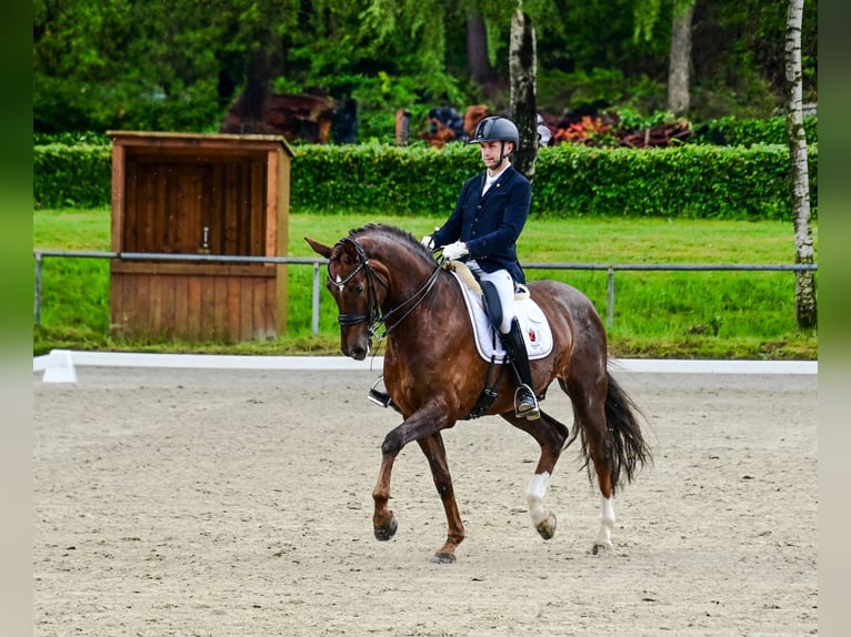 Westfaliano Caballo castrado 7 años 175 cm Alazán in Meinerzhagen