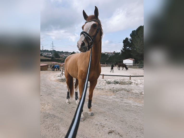 Westfaliano Caballo castrado 7 años 175 cm Alazán in Barcelona