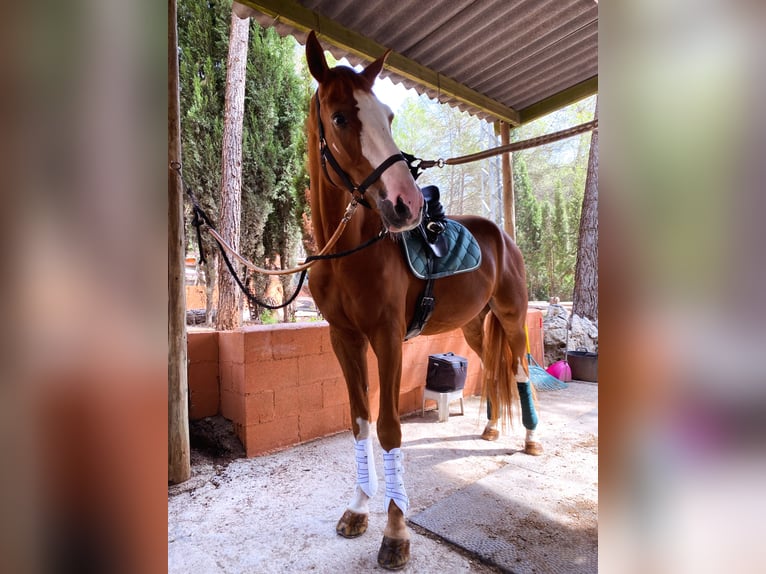 Westfaliano Caballo castrado 7 años 175 cm Alazán in Barcelona