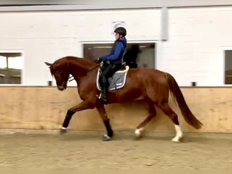 Westfaliano Caballo castrado 7 años 175 cm Alazán in Olfen