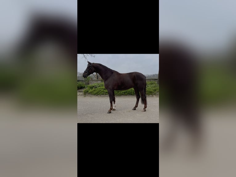 Westfaliano Caballo castrado 7 años 175 cm Alazán-tostado in Ibbenbüren