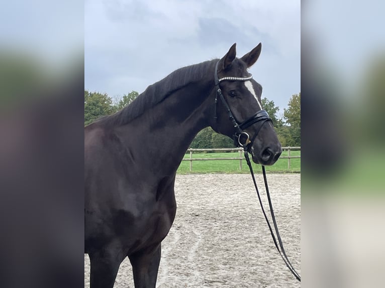 Westfaliano Caballo castrado 7 años 175 cm Alazán-tostado in Ibbenbüren