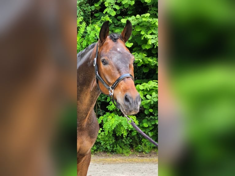 Westfaliano Caballo castrado 7 años 175 cm in Südlohn