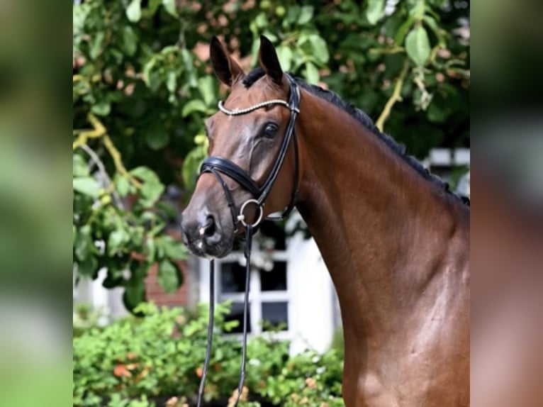 Westfaliano Caballo castrado 7 años 175 cm Castaño in Bad Bevensen