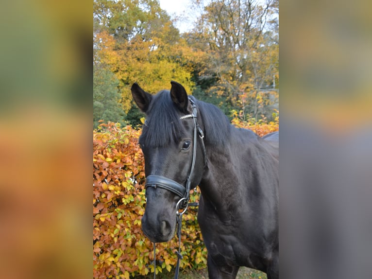 Westfaliano Caballo castrado 7 años 175 cm Negro in AachenAachen
