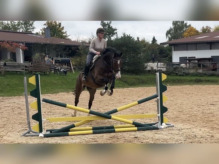 Westfaliano Caballo castrado 7 años 176 cm Castaño in W&#xFC;rzburg