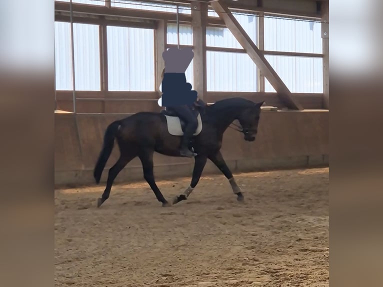 Westfaliano Caballo castrado 7 años 176 cm Castaño oscuro in Einbeck