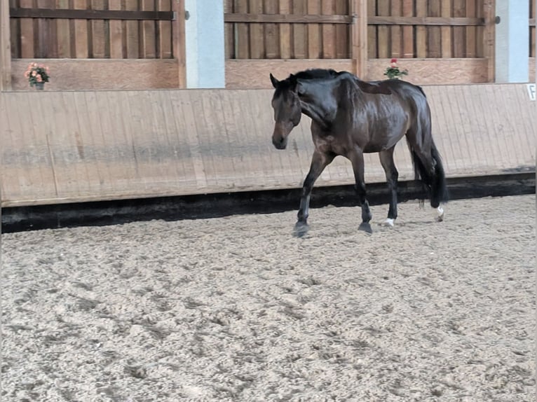 Westfaliano Caballo castrado 7 años 177 cm Castaño in Grafenau