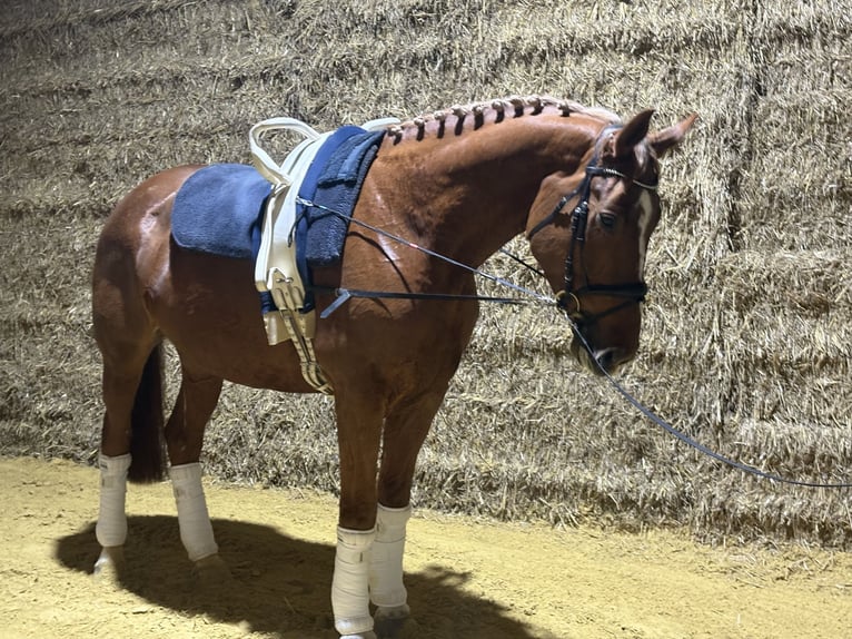 Westfaliano Caballo castrado 7 años 180 cm Alazán in Wadersloh