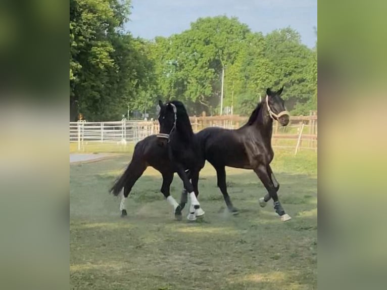Westfaliano Caballo castrado 7 años 183 cm Negro in Schmachtenhagen