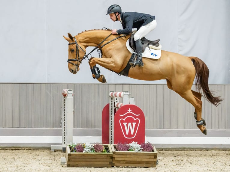 Westfaliano Caballo castrado 7 años Alazán in Münster-Handorf