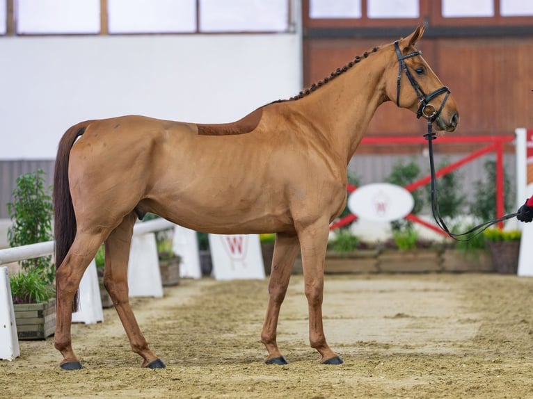 Westfaliano Caballo castrado 7 años Alazán in Münster-Handorf