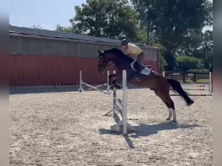 Westfaliano Caballo castrado 7 años Castaño in Dorsten