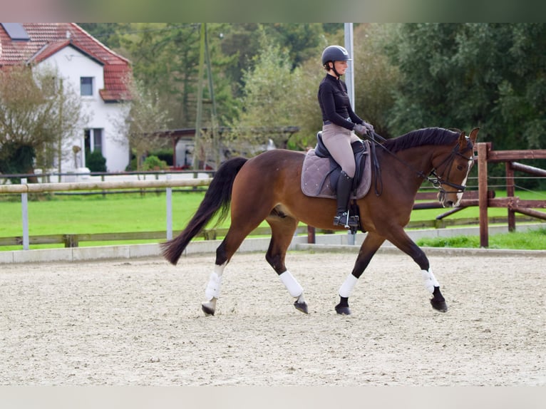 Westfaliano Caballo castrado 7 años Castaño in Dorsten