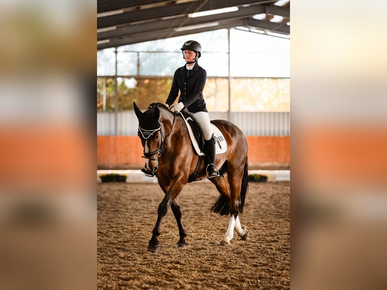 Westfaliano Caballo castrado 7 años Castaño in Dorsten