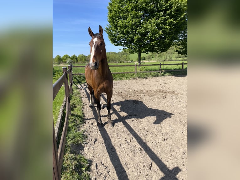Westfaliano Caballo castrado 7 años Castaño in Dorsten