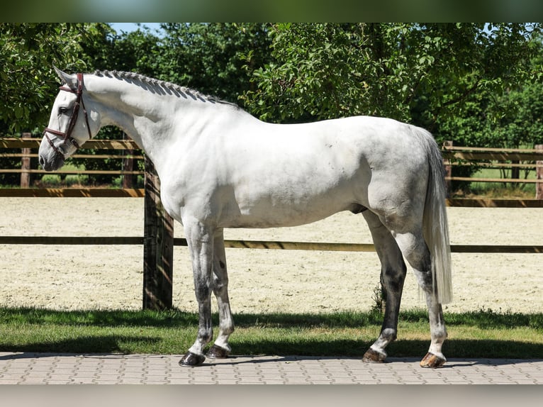 Westfaliano Caballo castrado 7 años Tordo in Lastrup