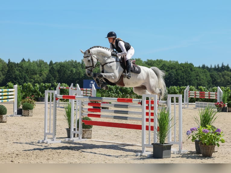 Westfaliano Caballo castrado 7 años Tordo in Lastrup