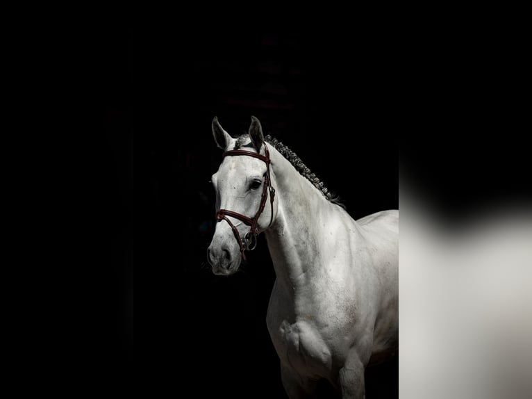 Westfaliano Caballo castrado 7 años Tordo in Lastrup