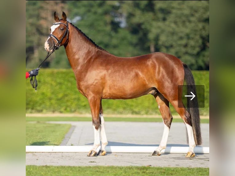 Westfaliano Caballo castrado 8 años 143 cm Castaño in Haftenkamp