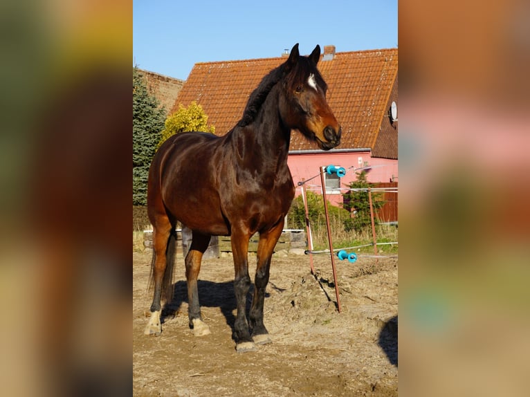 Westfaliano Caballo castrado 8 años 156 cm Castaño oscuro in Bad Belzig