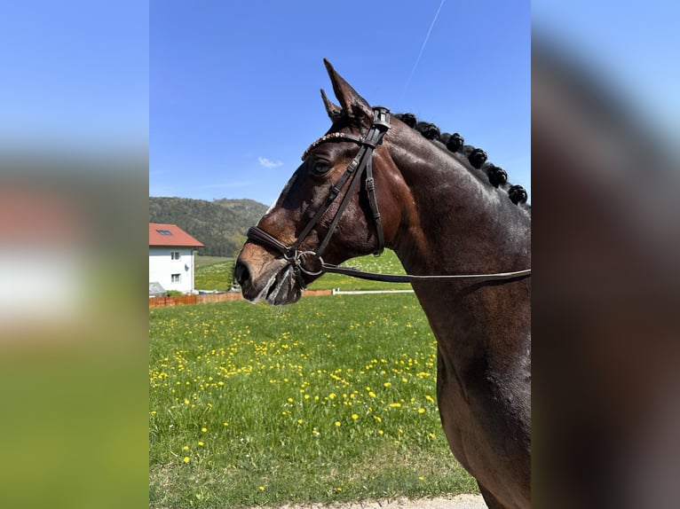 Westfaliano Caballo castrado 8 años 160 cm Castaño in Kirchdorf an der Krems