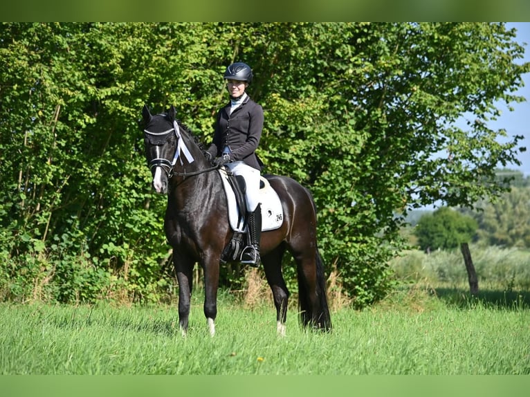 Westfaliano Caballo castrado 8 años 164 cm Negro in Ottenbach