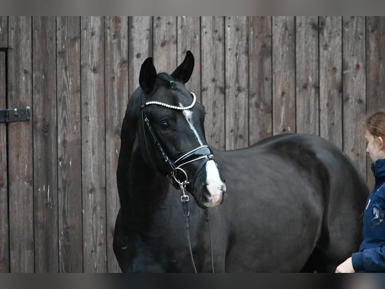 Westfaliano Caballo castrado 8 años 164 cm Negro in Ottenbach