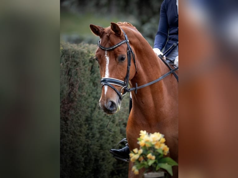 Westfaliano Caballo castrado 8 años 165 cm Alazán in Prag