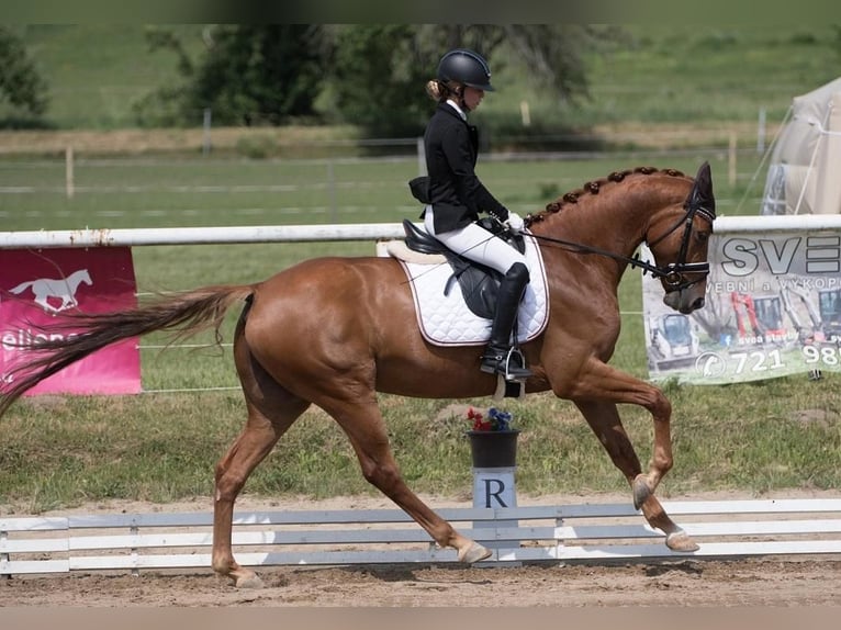 Westfaliano Caballo castrado 8 años 165 cm Alazán in Prag