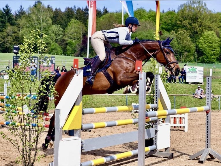 Westfaliano Caballo castrado 8 años 165 cm Castaño in Illertissen