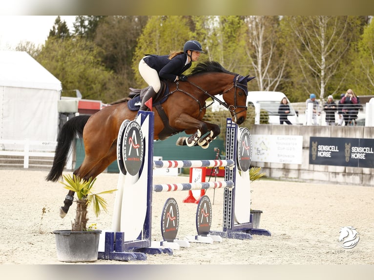 Westfaliano Caballo castrado 8 años 165 cm Castaño in Illertissen