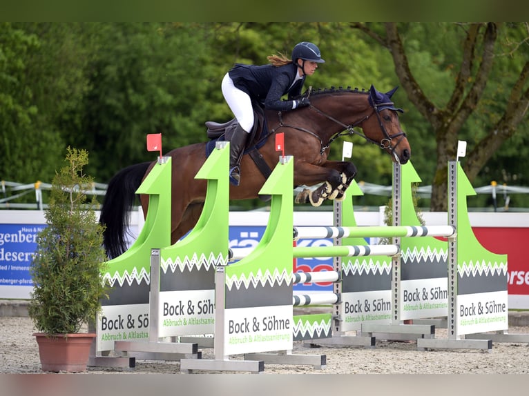 Westfaliano Caballo castrado 8 años 165 cm Castaño in Illertissen