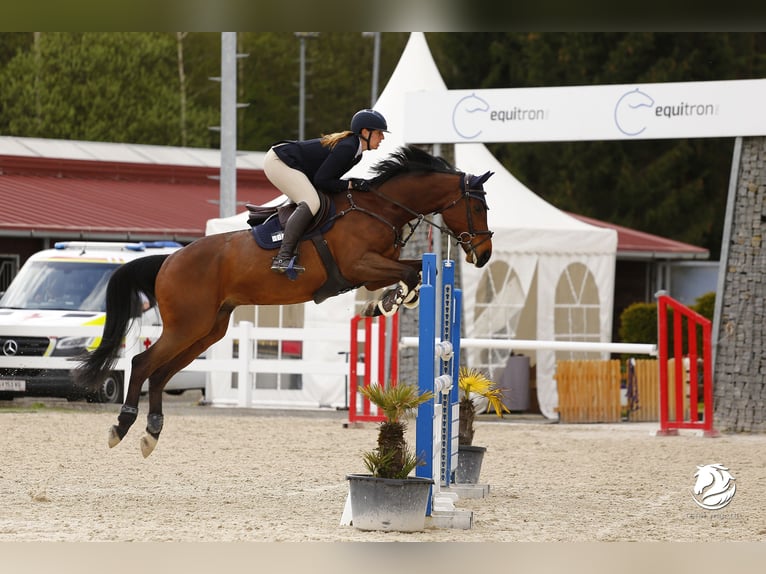 Westfaliano Caballo castrado 8 años 165 cm Castaño in Illertissen