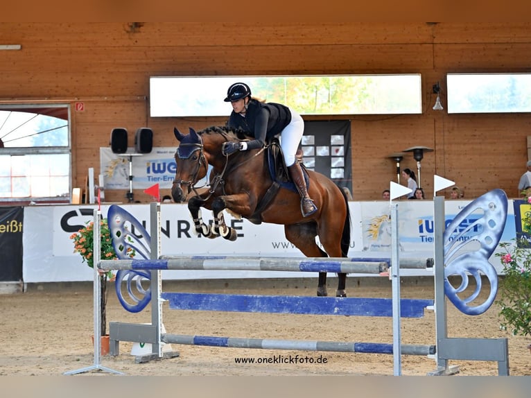 Westfaliano Caballo castrado 8 años 165 cm Castaño in Illertissen
