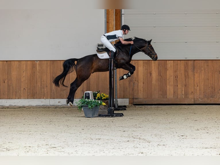 Westfaliano Caballo castrado 8 años 165 cm Castaño oscuro in Tecklenburg