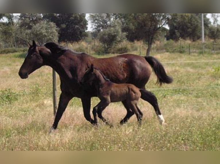 Westfaliano Mestizo Caballo castrado 8 años 166 cm Tordo in Mornant