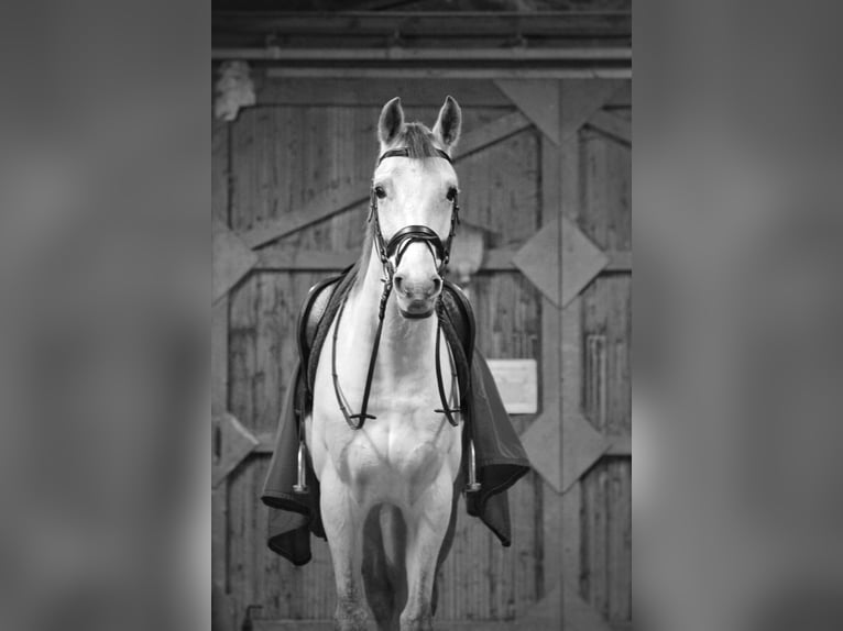 Westfaliano Mestizo Caballo castrado 8 años 166 cm Tordo in Mornant